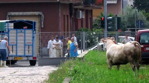 Immagine per None