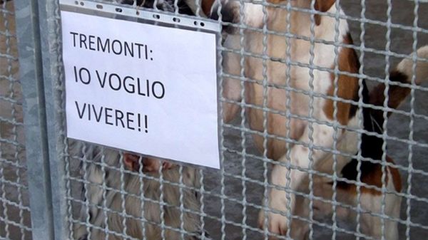 Immagine per None