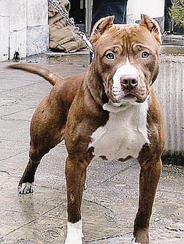 Il pitbull può essere pericoloso