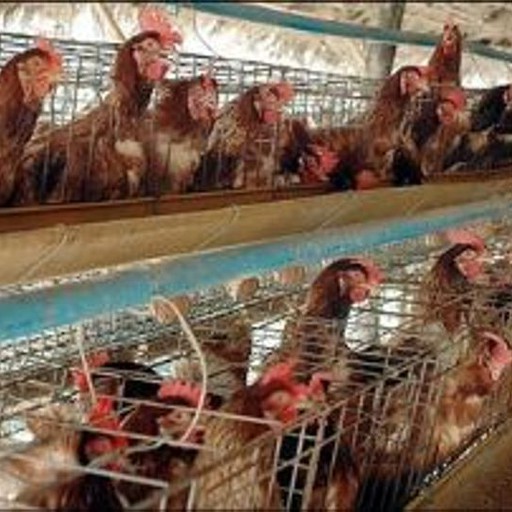 Benefattore salva 3000 galline donando 50