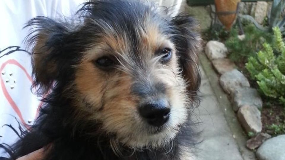 Killer dei cani, i proprietari detective «Quel veleno rischioso pure per i bimbi» Killer dei cani, i proprietari detective «Quel veleno rischioso pure per i bimbi»