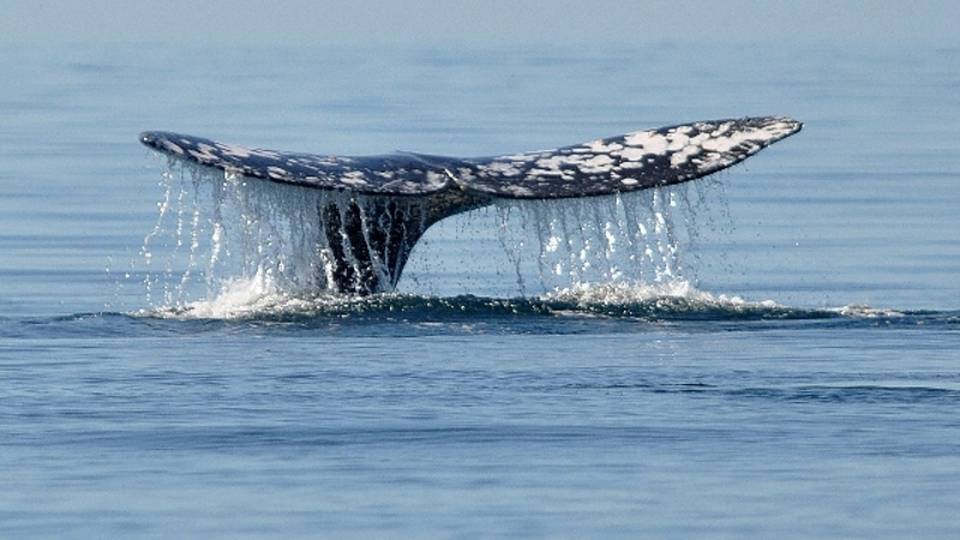 Morto in Patagonia il 're delle belene' Morto in Patagonia il 're delle belene'