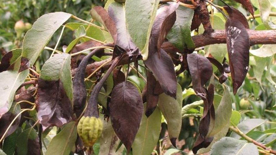 Il killer delle piante è tornato a colpire Cantù e Vertemate sorvegliate speciali Il killer delle piante è tornato a colpire Cantù e Vertemate sorvegliate speciali