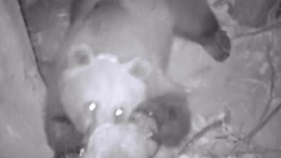 L’orso ha il collare stretto. Scatta la cattura salvavita L’orso ha il collare stretto. Scatta la cattura salvavita