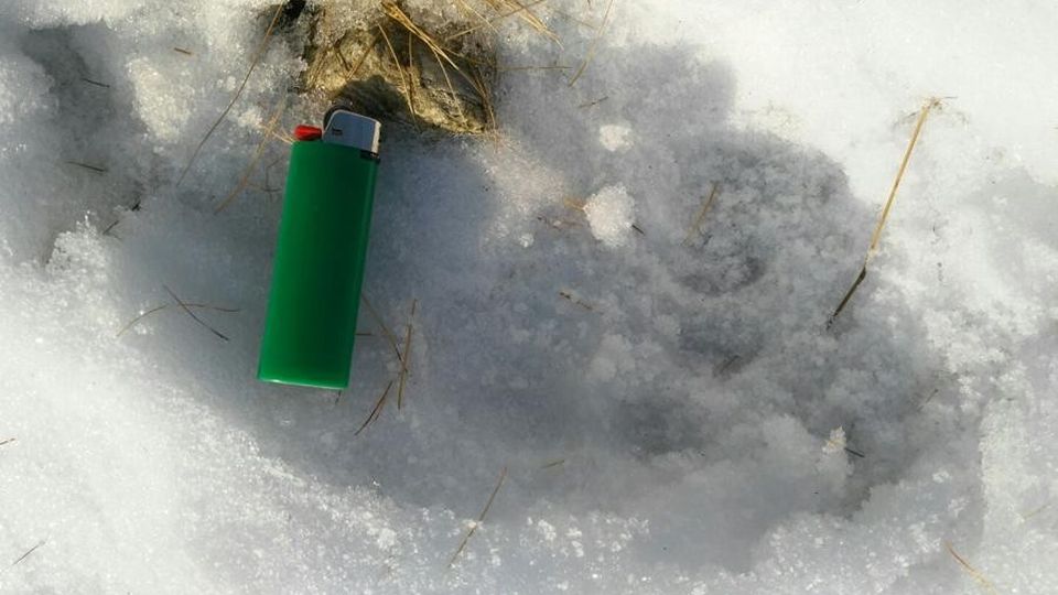 Impronte nella neve. «L’orso è ritornato Forse è in Valmalenco» Impronte nella neve. «L’orso è ritornato Forse è in Valmalenco»