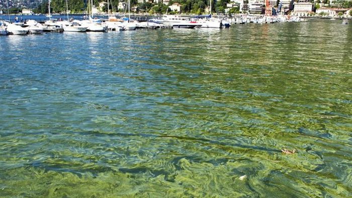 Como, le solite alghe Il lago diventa verde - Cronaca