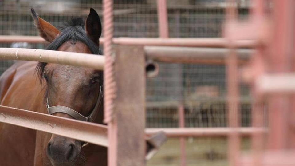 Morta ragazzina calpestata da cavallo Morta ragazzina calpestata da cavallo