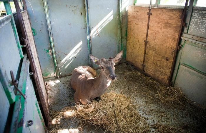 Cernobbio la Polizia Provinciale rilascia un cervo sul monte Bisbino