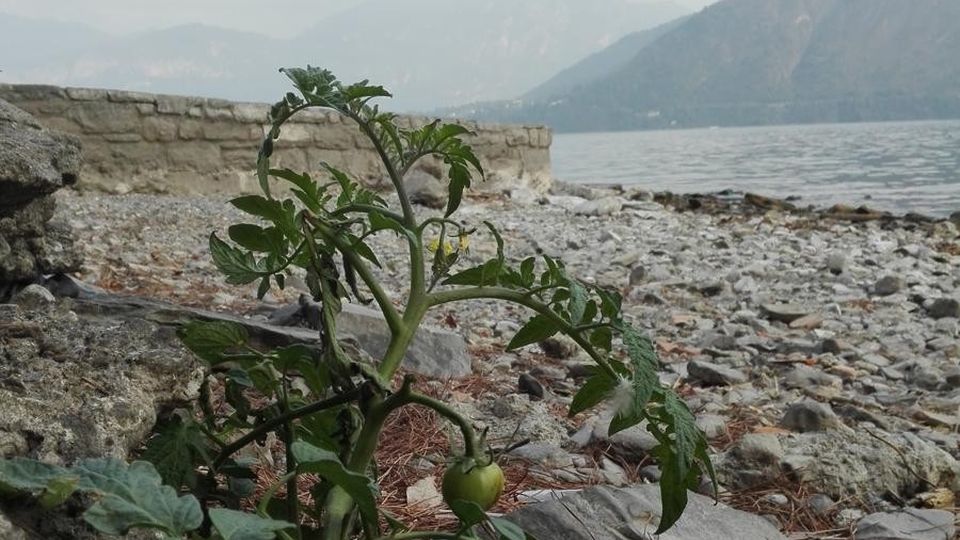 Il lago troppo basso diventa orto Sugli argini pomodori e zucchine Il lago troppo basso diventa orto Sugli argini pomodori e zucchine