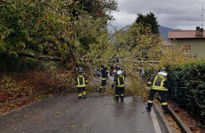 Uggiate l’albero caduto