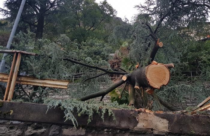 Il pino caduto in via Santa Marta a Carate Urio
