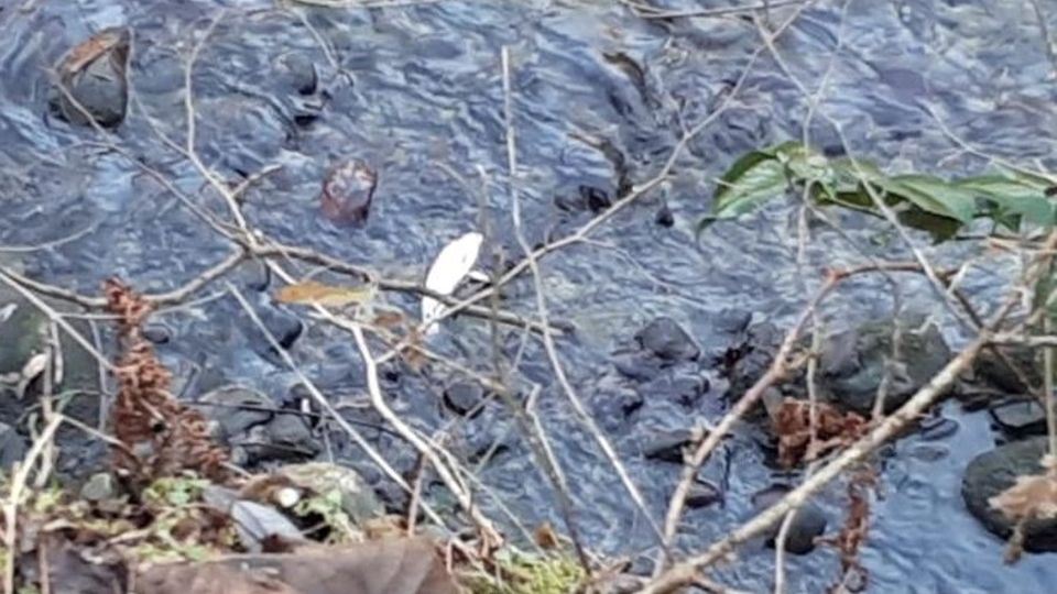 Moria di pesci nel torrente Lura L’allarme lanciato dall’ex sindaco Moria di pesci nel torrente Lura L’allarme lanciato dall’ex sindaco