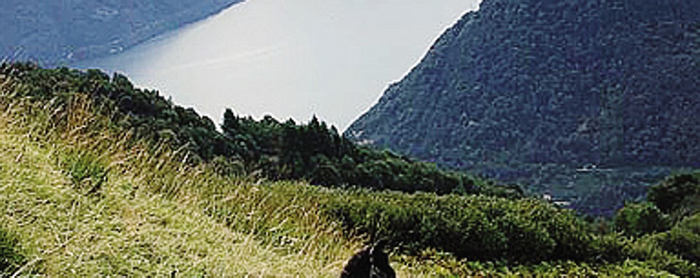 I lama allevati in Valle Intelvi «Ormai protagonisti delle ...