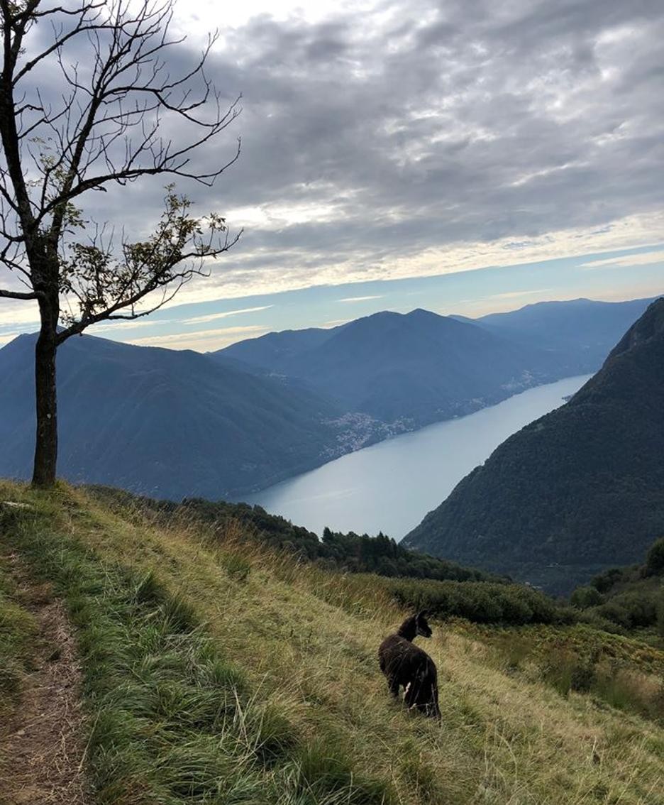 I lama allevati in Valle Intelvi «Ormai protagonisti delle ...