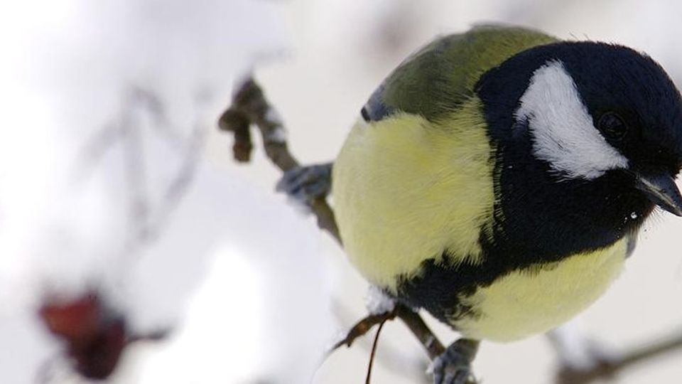 Come aiutare gli uccellini al gelo «Sul davanzale briciole, ma non di pane» Come aiutare gli uccellini al gelo «Sul davanzale briciole, ma non di pane»