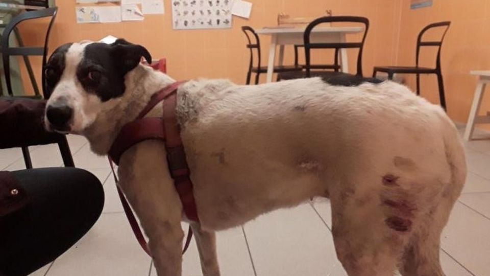 Pitbull aggressivi, paura a Luisago I residenti lanciano una petizione Pitbull aggressivi, paura a Luisago I residenti lanciano una petizione