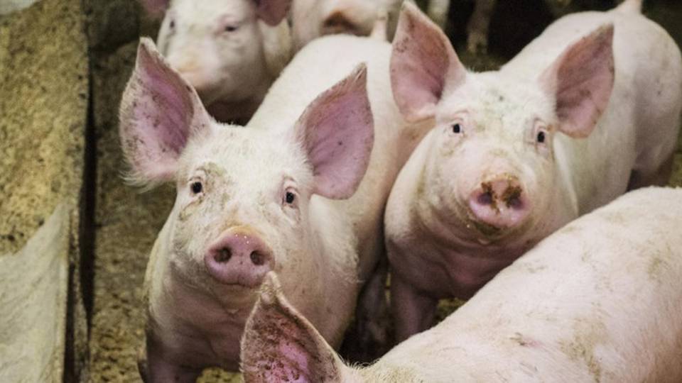 Antibiotici, accordo Ue su limiti a uso in allevamenti Antibiotici, accordo Ue su limiti a uso in allevamenti