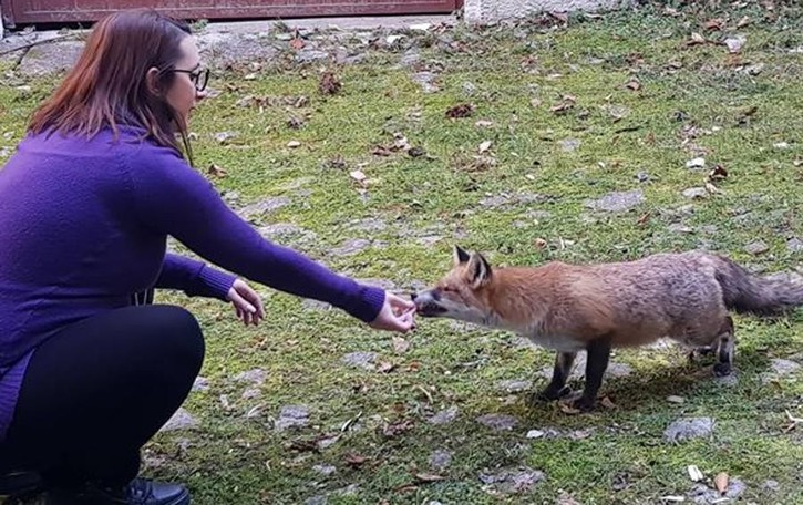 Una volpe tira l’altra «A Claino mi aspetta a casa e accetta anche il cibo»