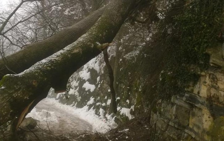 Neve, cade pianta sulla strada Chiusa la provinciale per Veleso