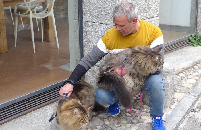 ALBESE CON CASSANO - A SPASSO PER IL CENTRO STORICO CON I SUOI DUE GATTI AL GUINZAGLIO - ROCCO MANDAGLIO