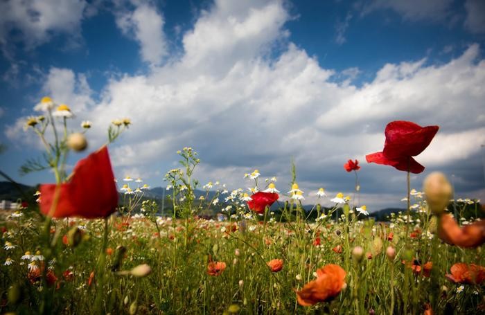 Como fioritura di papaveri e margherite in un prato a Lazzago, rotonda dell'alambicco