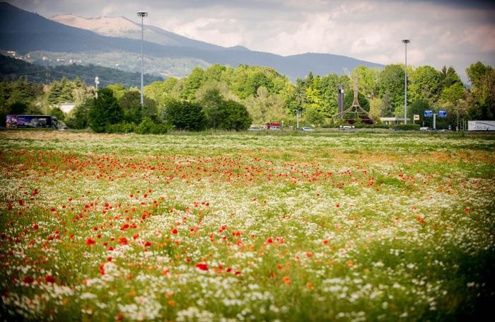 Como fioritura di papaveri e margherite in un prato a Lazzago, rotonda dell'alambicco