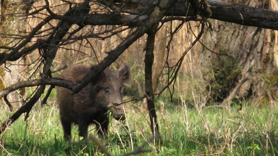 Allarme cinghiali in provincia Como caccia il 30% di quelli lombardi Allarme cinghiali in provincia Como caccia il 30% di quelli lombardi