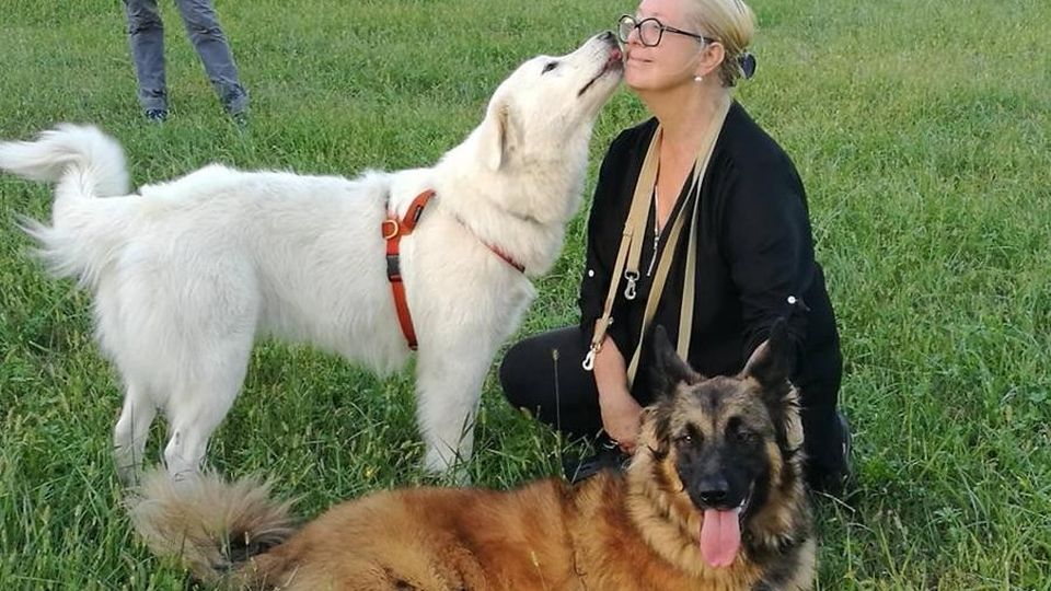 Erba, soffrono anche i cani del canile Il Comune cerca un educatore cinofilo Erba, soffrono anche i cani del canile Il Comune cerca un educatore cinofilo