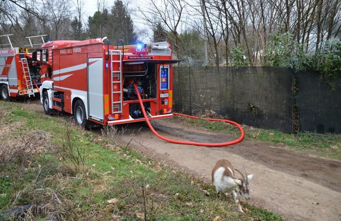 Una capra bruca tra i mezzi dei vigili del fuoco