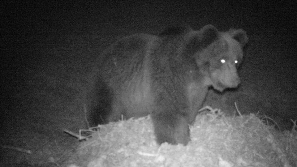 La gente è in casa, l’orso scende Avvistato in Val Poschiavo La gente è in casa, l’orso scende Avvistato in Val Poschiavo