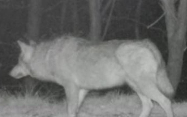 Valle Albano, tre lupi a caccia di cinghiali L’assalto ripreso dalle “fototrappole”