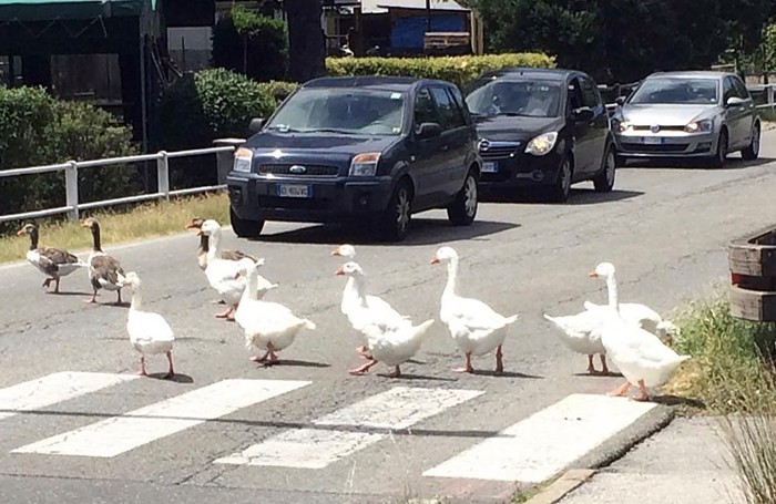 Tutti fermi per permettere alle oche di attraversare la strada del Segrino