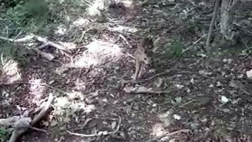 Rezzago, due caprioli appena nati Sorpresa sul sentiero nel bosco Rezzago, due caprioli appena nati Sorpresa sul sentiero nel bosco