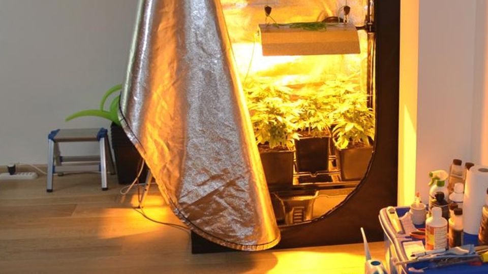 Como, marijuana in serra Tradito dall’odore delle piantine Como, marijuana in serra Tradito dall’odore delle piantine