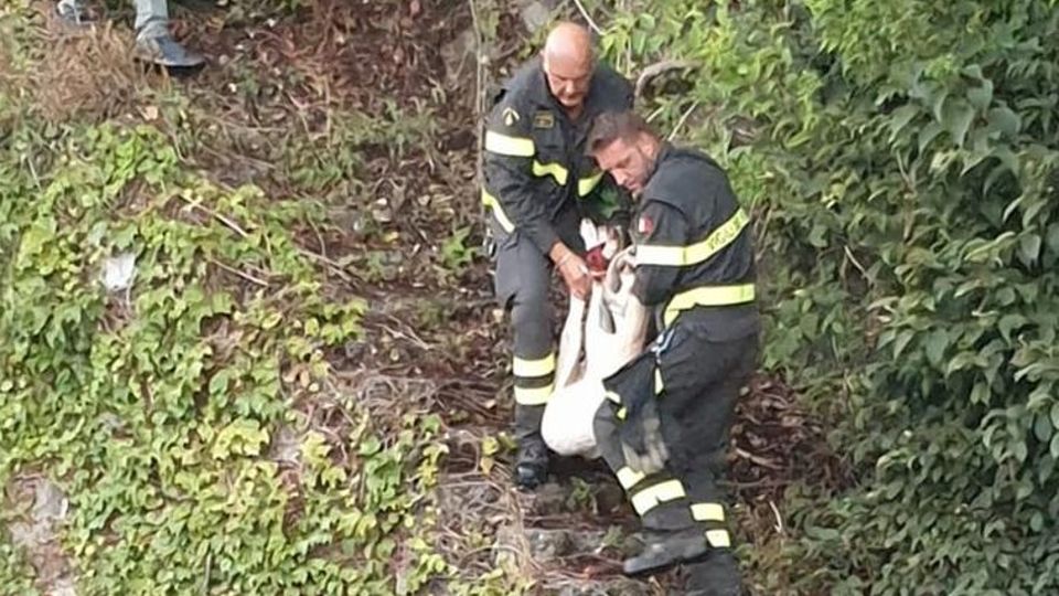 Capretta prigioniera nella rete paramassi Arrivano i pompieri Capretta prigioniera nella rete paramassi Arrivano i pompieri