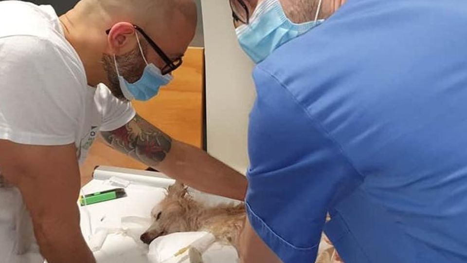 Fino, cade dal terzo piano Cagnolino salvato dai volontari Fino, cade dal terzo piano Cagnolino salvato dai volontari