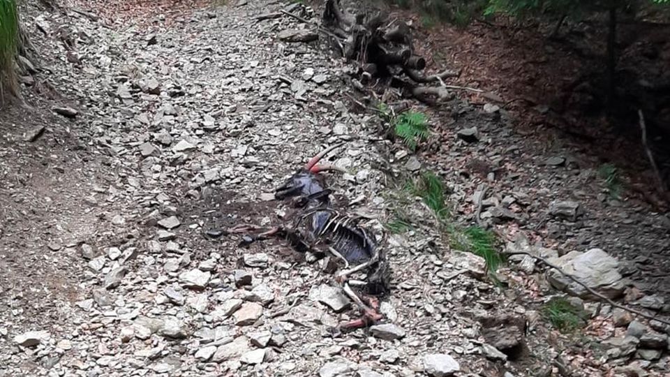 Cavargna, i lupi tornano ad attaccare L’allevatore: «Hanno ucciso 10 capre» Cavargna, i lupi tornano ad attaccare L’allevatore: «Hanno ucciso 10 capre»