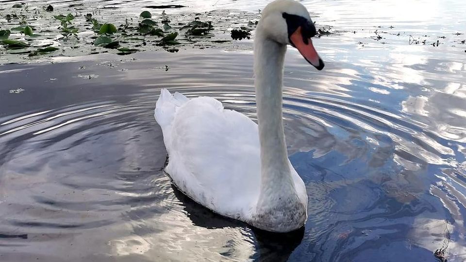 Alserio, una tanica di olio nel lago Pesci morti e cigni imbrattati Alserio, una tanica di olio nel lago Pesci morti e cigni imbrattati