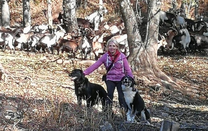 Gravedona, ecco i cani anti lupo «Proteggeranno le capre»