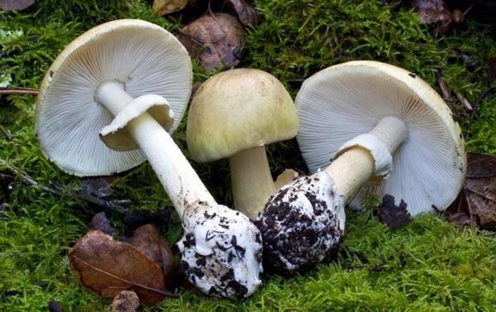 Monguzzo, intossicate dai funghi Una speranza per le due donne