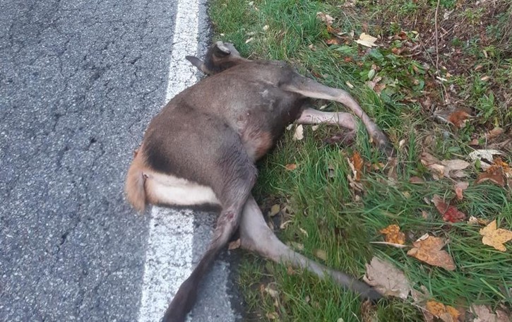 Sparita cerva soppressa con i farmaci «Non mangiatela, può essere pericoloso»