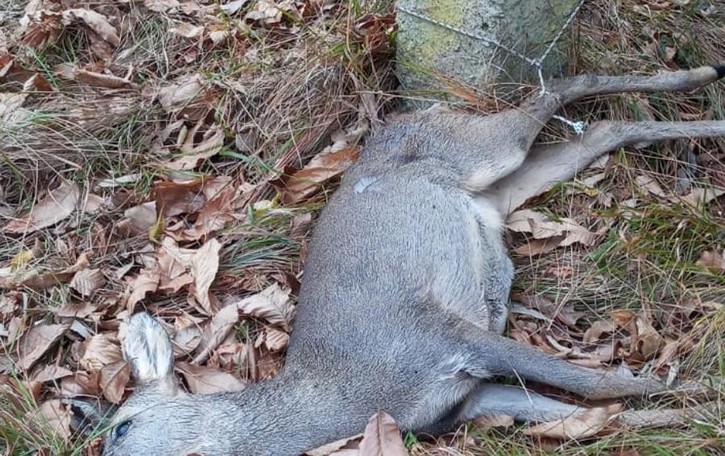 San Siro, morto e legato a un palo La triste fine di un capriolo