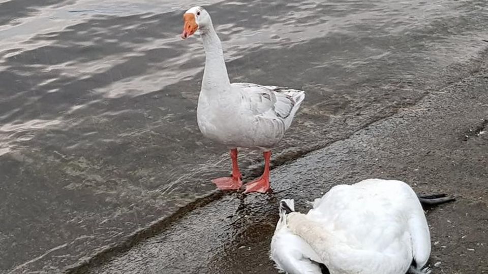 In riva al lago il pianto dell’oca per l’amico cigno morto In riva al lago il pianto dell’oca per l’amico cigno morto