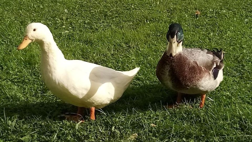 Ladri di anatre a Cabiate «Una è morta, l’altra è sparita» Ladri di anatre a Cabiate «Una è morta, l’altra è sparita»