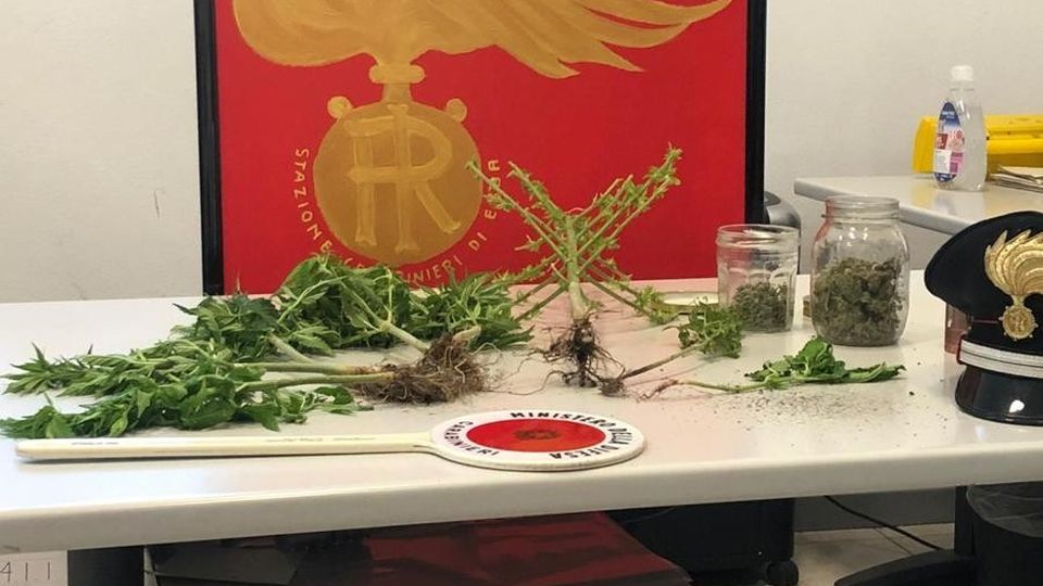 Erba, intervengono per una lite tra cognati E scoprono la droga dell’Asia tropicale Erba, intervengono per una lite tra cognati E scoprono la droga dell’Asia tropicale