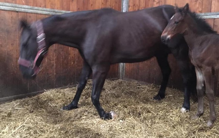 Cavalla impazzita per i botti: abbattuta Sotto accusa la festa per la Nazionale