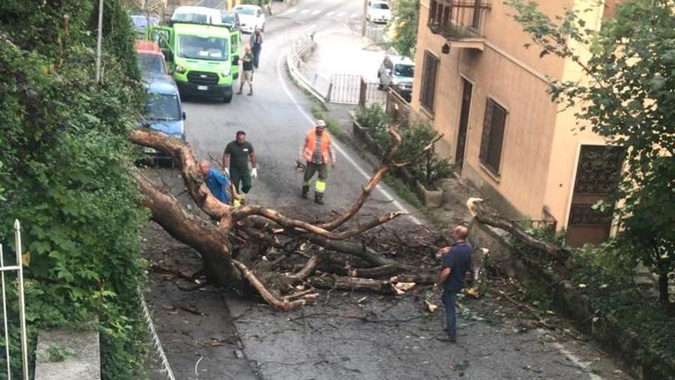 Dizzasco, albero trancia cavo dell’energia Black out e provinciale a senso alternato Dizzasco, albero trancia cavo dell’energia Black out e provinciale a senso alternato