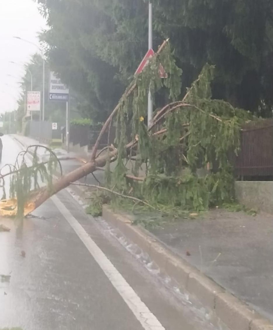Olgiate albero sulla Statale