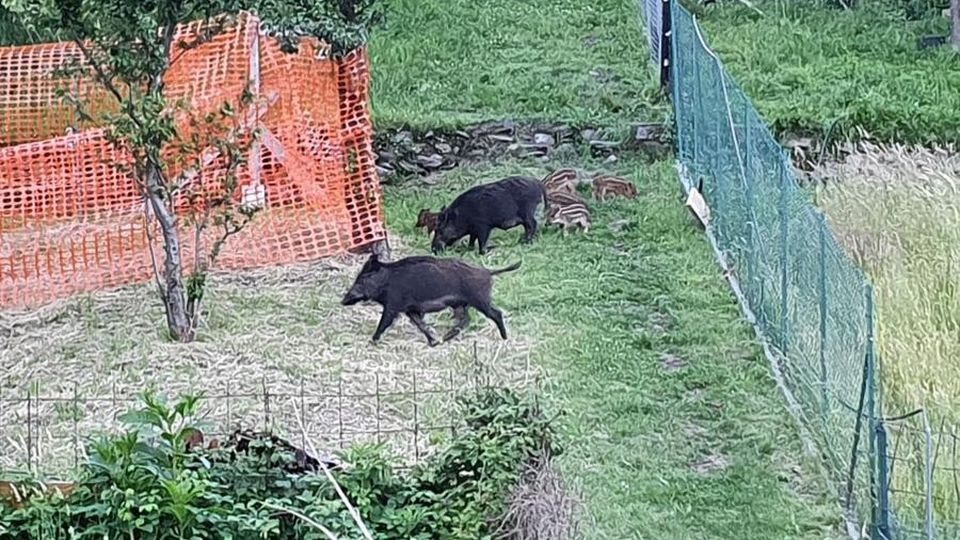 Cinghiale nella camera dei nipotini «Attirati dal barbecue in spiaggia» Cinghiale nella camera dei nipotini «Attirati dal barbecue in spiaggia»