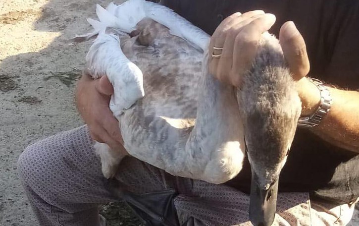 Alserio, altro cigno impigliato negli ami Ora la pesca ai giardini è vietata